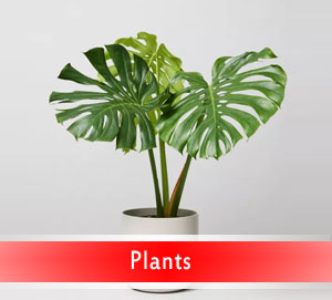 Plants