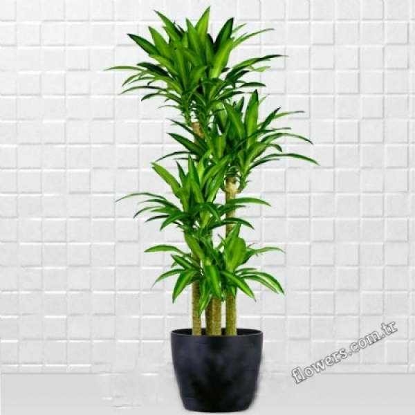 Dracena Massengena 4 Stem