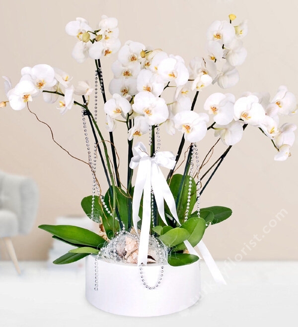 6 White Orchids in Metal Pot