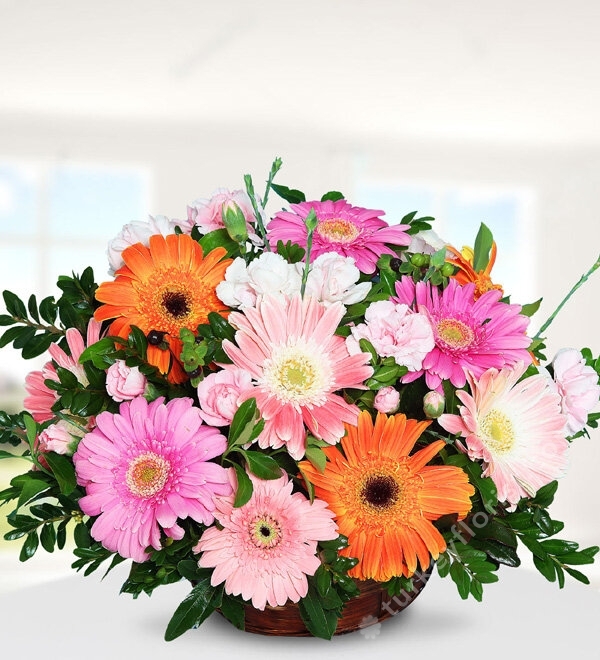 Colorful Gerberas in Basket