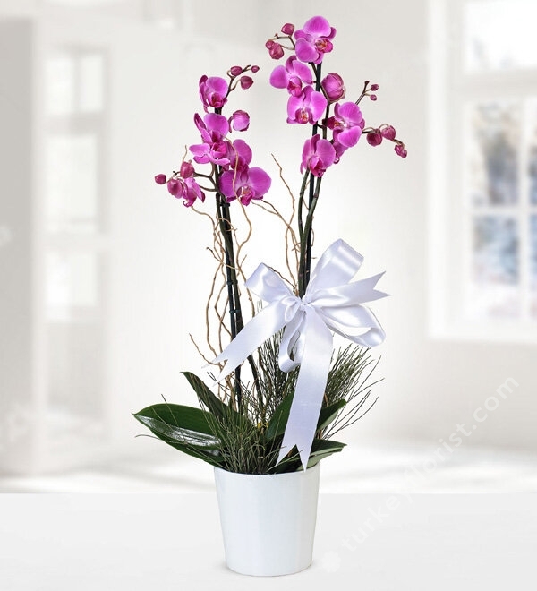 Double Stem Purple Orchid