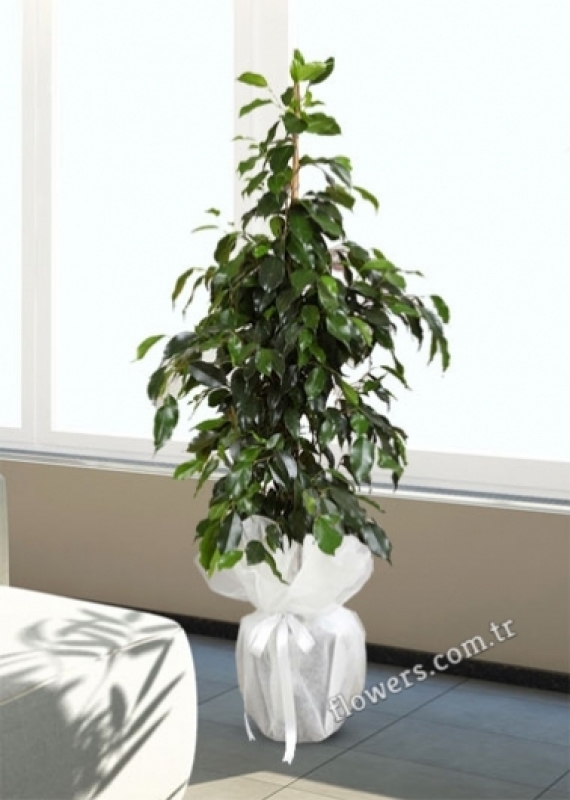 Weeping Fig (Ficus) Plant