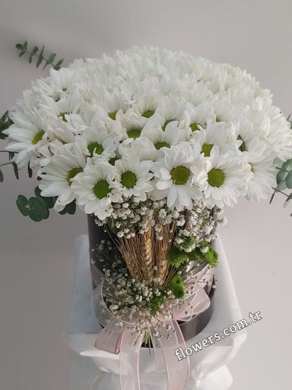 White Daisies Box