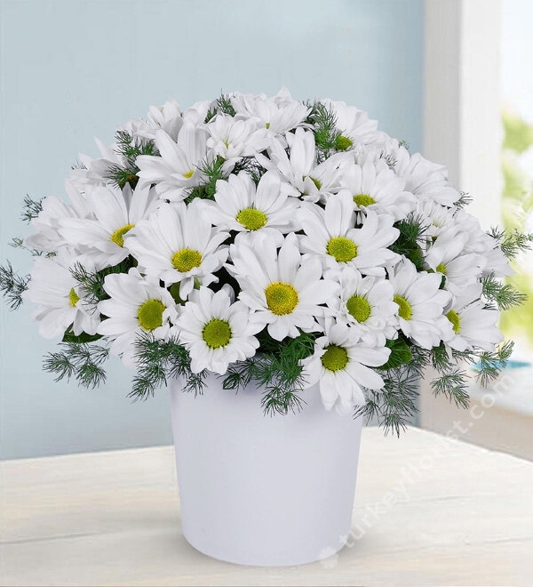 Love or Not Love Daisies