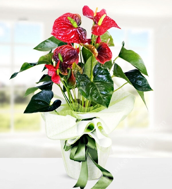 Red Anthurium in Pot