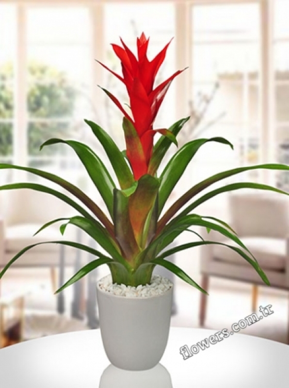 Guzmania Plant