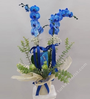 2 Stem Blue Orchid