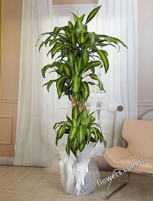 Dracena Massengena 3 Stem