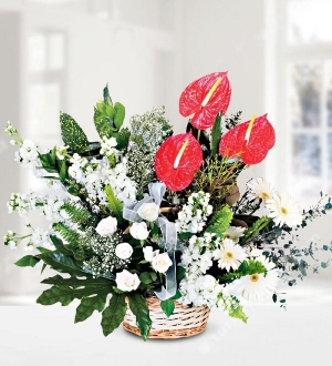 Anthurium Gillyflower Rose Gerbera in Basket