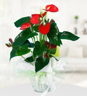 Anthurium Flower