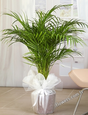 Areca Palm Plant