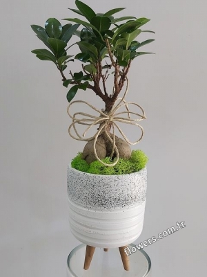 Bonsai Tree In Special Pot