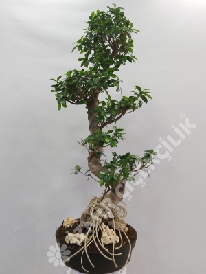 Bonsai