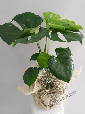 Monstera ( Swiss Cheese ) Plant