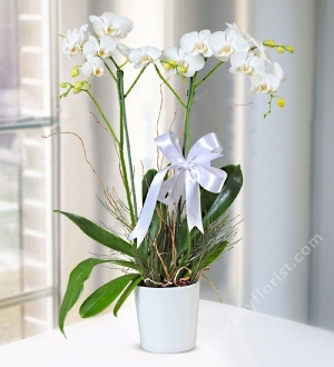 Double Stem White Orchid