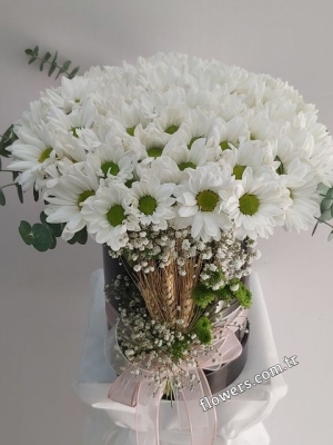 White Daisies Box